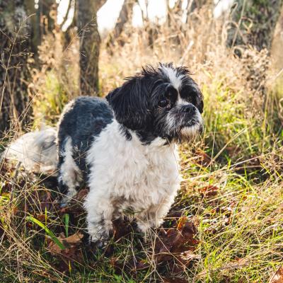Hugo